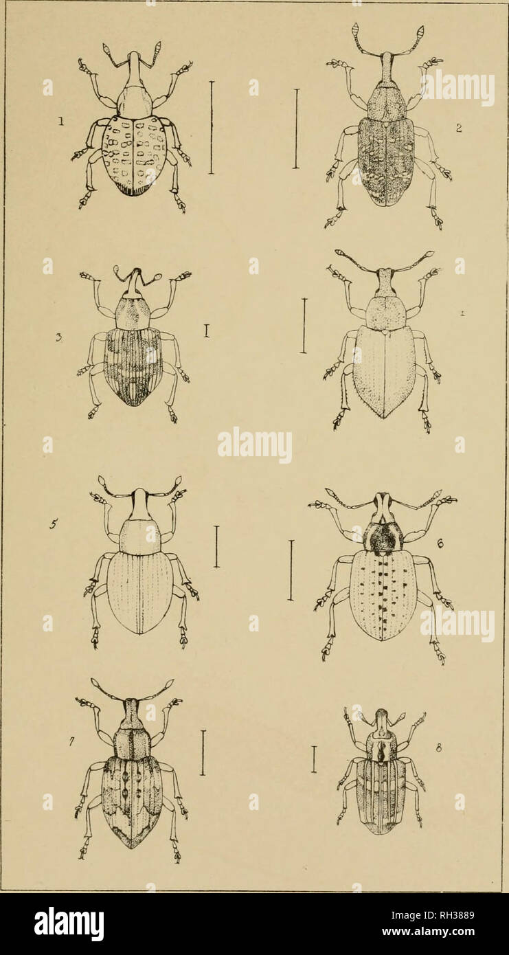 . The British Coleoptera delineated, consisting of figures of all the genera of British beetles. Beetles. PI. 71,. 1 MOLYTES 2 HYLOBIUS. 3 TANY5PHYRUS + MERIONUS. 5 BARYNOTU5 6. L!OPHL^'J5 7 ALOPHUS. 3. GRONOPS. Please note that these images are extracted from scanned page images that may have been digitally enhanced for readability - coloration and appearance of these illustrations may not perfectly resemble the original work.. Shuckard, William Edward, 1802-1868; Spry, W. London : H. G. Bohn Stock Photo