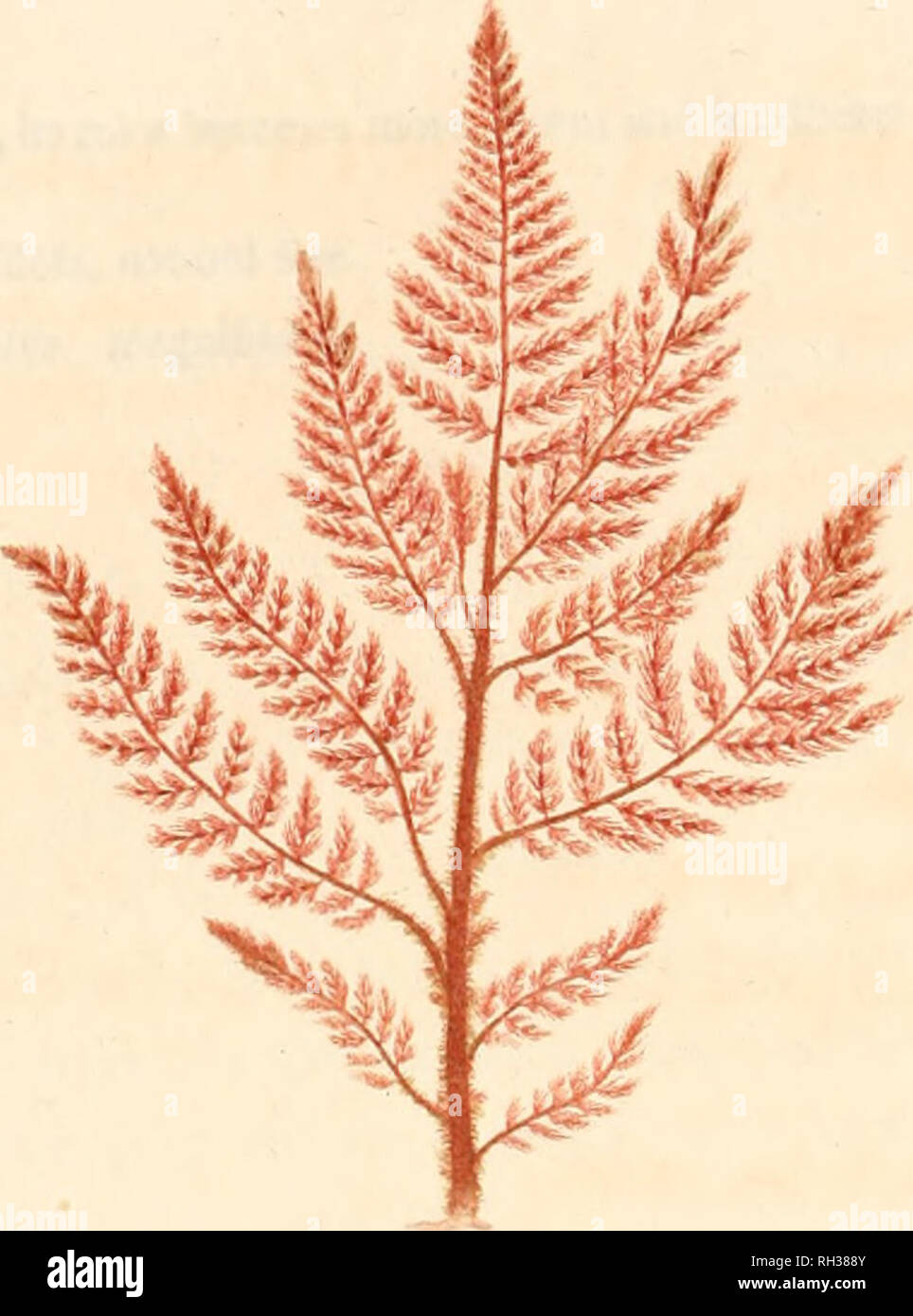 Confervae hi-res stock photography and images - Alamy