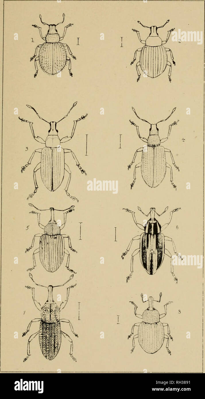 . The British Coleoptera delineated, consisting of figures of all the genera of British beetles. Beetles. 71 70.. I OMIAS 2. TRACHYPHLOS 3. PHYLL0BIU5. 4-. NEMOICUS. 5. PROCAS. 6. PHYTONOMUS 7. PLINTHU5. 8. LEI0S0MA. Please note that these images are extracted from scanned page images that may have been digitally enhanced for readability - coloration and appearance of these illustrations may not perfectly resemble the original work.. Shuckard, William Edward, 1802-1868; Spry, W. London : H. G. Bohn Stock Photo