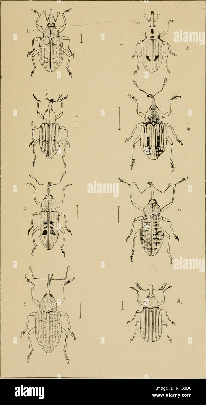 . The British Coleoptera delineated, consisting of figures of all the genera of British beetles. Beetles. ¥1.68.. I ANTH0NOMU5. 2. ELLE5CU5 3. HYDRONOMUS 4. GRYPIDIUS. 5. ERIRHINUS. 6. DORYTOMUS 7. NOTARIS. 8. TMAMNORHILU5.. Please note that these images are extracted from scanned page images that may have been digitally enhanced for readability - coloration and appearance of these illustrations may not perfectly resemble the original work.. Shuckard, William Edward, 1802-1868; Spry, W. London : H. G. Bohn Stock Photo