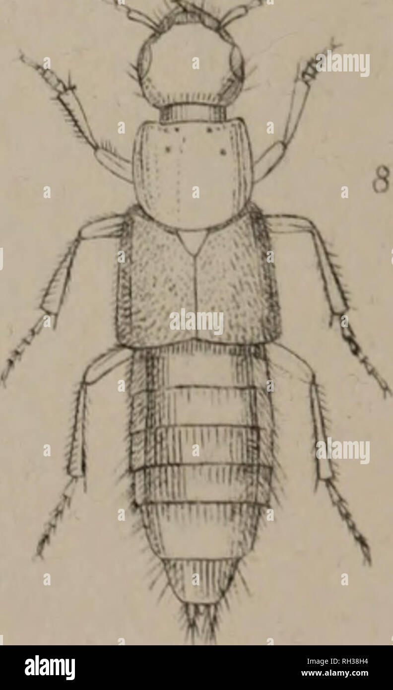 . The British Coleoptera delineated, consisting of figures of all the genera of British beetles. Beetles. 1. GYROHYPNUS. 2. OTHIUS .3 GABKIU5. 4. ^AFIUS. v BIS N I US 6. HT.TEROTHOPS 7 RAPHIRUS 8. PHILONTHUS. Please note that these images are extracted from scanned page images that may have been digitally enhanced for readability - coloration and appearance of these illustrations may not perfectly resemble the original work.. Shuckard, William Edward, 1802-1868; Spry, W. , illus. London, W. Crofts Stock Photo