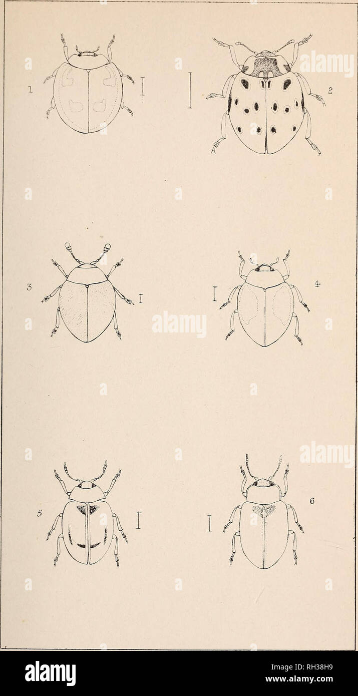 . The British Coleoptera delineated. Beetles. PI, 63;. I CHILOCORUS, &lt;f, 5GYMNU3, 2, COCCI NELLA . S, KHYZOBIU5, 3. 5PH/ER050 M A 6 CAGICULA.. Please note that these images are extracted from scanned page images that may have been digitally enhanced for readability - coloration and appearance of these illustrations may not perfectly resemble the original work.. Shuckard, W[illiam] E[dward], 1802-1868. [from old catalog]; Spry, W. , [from old catalog] illus. London, W. Crofts Stock Photo