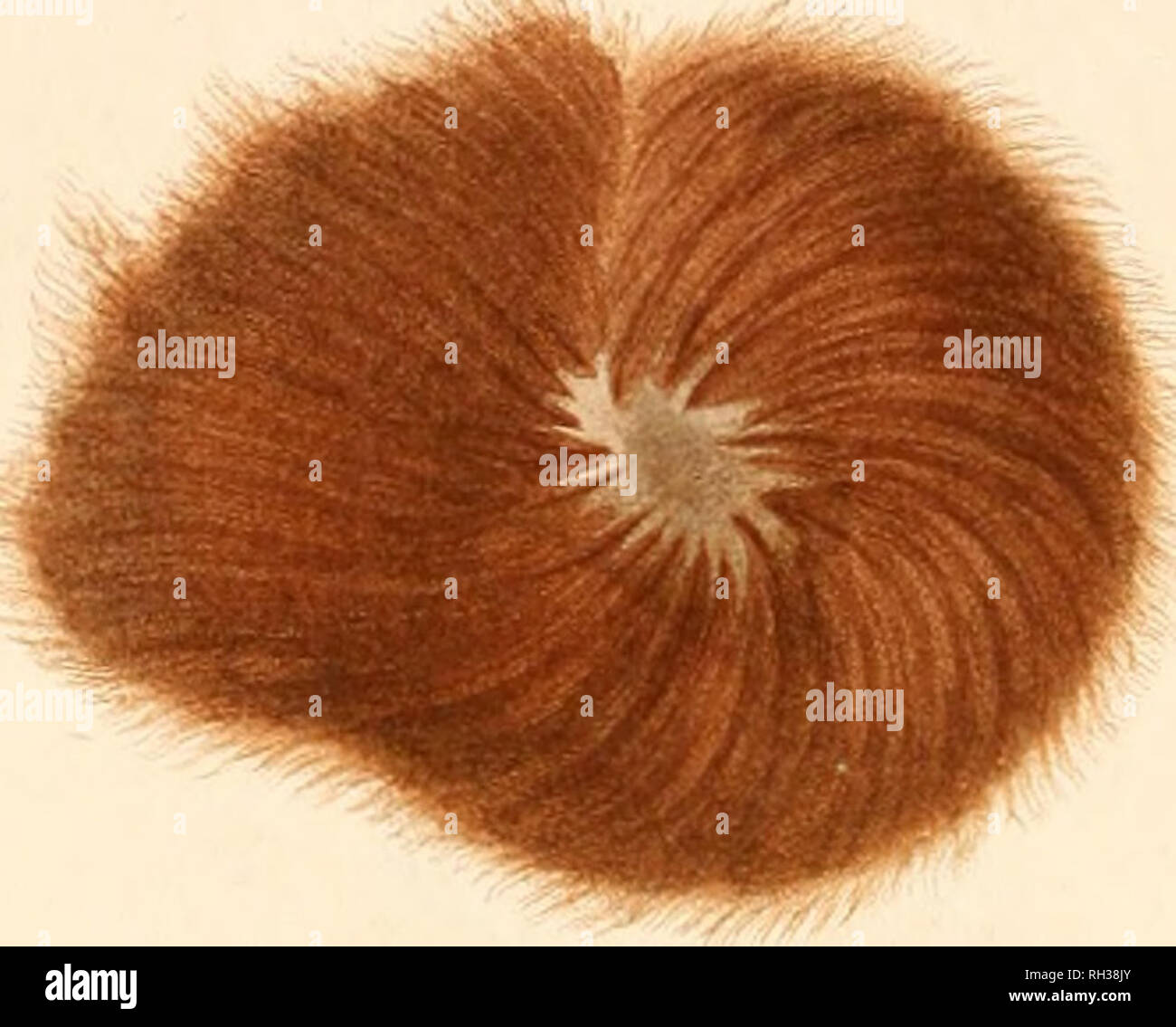 Confervae hi-res stock photography and images - Alamy