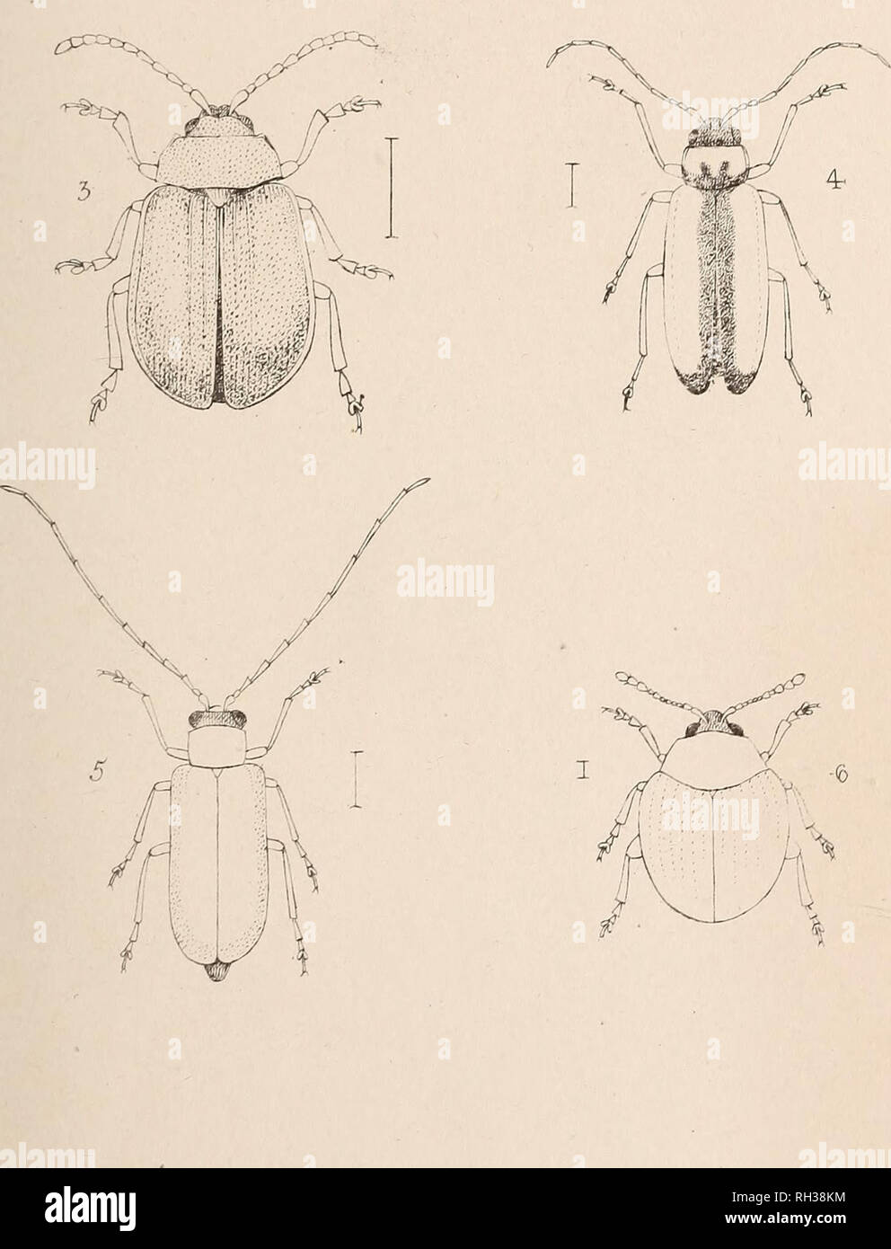 . The British Coleoptera delineated. Beetles. 1. A UGH ENA 2. ADIMONIA 3. GALERUGA 4. 6. 6. CALOM 1CRUS LU PERU5 MNIOPH I LA. Please note that these images are extracted from scanned page images that may have been digitally enhanced for readability - coloration and appearance of these illustrations may not perfectly resemble the original work.. Shuckard, W[illiam] E[dward], 1802-1868. [from old catalog]; Spry, W. , [from old catalog] illus. London, W. Crofts Stock Photo