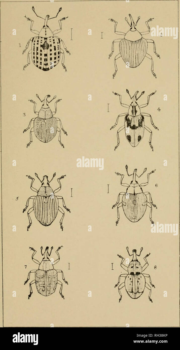 . The British Coleoptera delineated, consisting of figures of all the genera of British beetles. Beetles. PI. &lt;oX. I. CI0NU5 a 0K0BITI5 3 RUTIDOSOMA. 4- P00PHAGU5. 5 RHINONCHUS 6. NEDYU5 7 CEUTORHYNCHUS. 8 AOALLE5. Please note that these images are extracted from scanned page images that may have been digitally enhanced for readability - coloration and appearance of these illustrations may not perfectly resemble the original work.. Shuckard, William Edward, 1802-1868; Spry, W. London : H. G. Bohn Stock Photo
