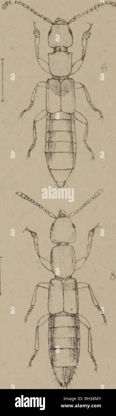 . The British Coleoptera delineated, consisting of figures of all the genera of British beetles. Beetles. I. ASTENUS • 2. SUNIUS. 3. EV/ESTHETUS. 4. MEDON 5. SIACONIUM 6. ACHENIUM . 7. CRYPTOBIUM 8. LATHROBIUM.. Please note that these images are extracted from scanned page images that may have been digitally enhanced for readability - coloration and appearance of these illustrations may not perfectly resemble the original work.. Shuckard, William Edward, 1802-1868; Spry, W. , illus. London, W. Crofts Stock Photo