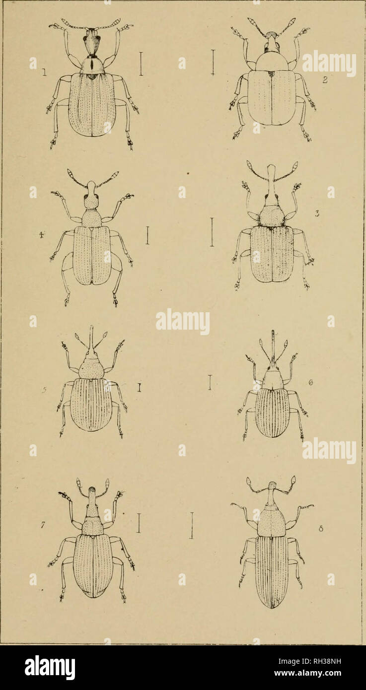 . The British Coleoptera delineated, consisting of figures of all the genera of British beetles. Beetles. 71 C3.. 1 ATODERU5 2 ATTCLABU5 3 RHYNCHITE5 4 DEPCR.MJS 5 RAMFHU5 6 0XY5TOMA 7, A.PION 8. C0SS0NU5. Please note that these images are extracted from scanned page images that may have been digitally enhanced for readability - coloration and appearance of these illustrations may not perfectly resemble the original work.. Shuckard, William Edward, 1802-1868; Spry, W. London : H. G. Bohn Stock Photo