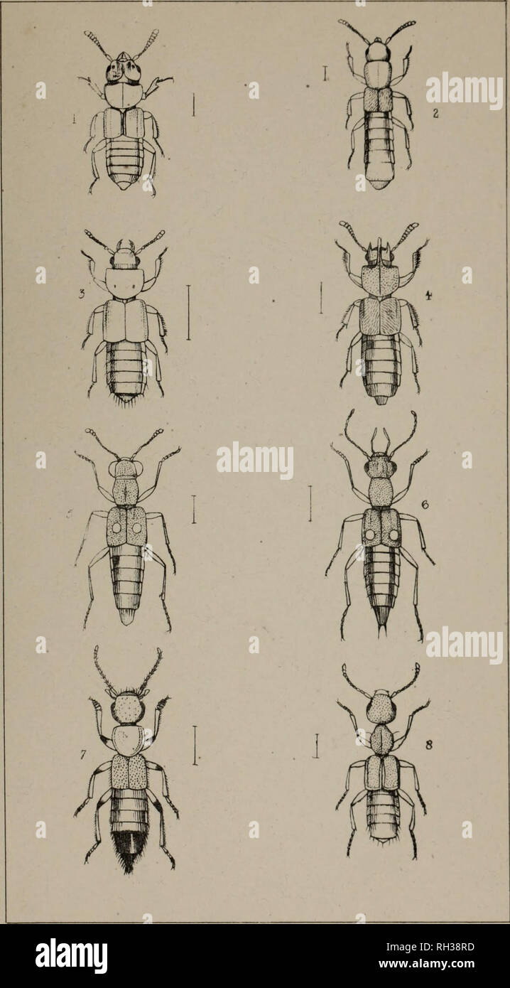. The British Coleoptera delineated, consisting of figures of all the genera of British beetles. Beetles. PI 17. 1. PLAT.YbTE.THUb 2. PHYTOSUS 5, HESPEROPHilUS 4- BLEDIUS 5 STENUS 6. DIANOUS 7 P£DERUS 8. RUGILUS. Please note that these images are extracted from scanned page images that may have been digitally enhanced for readability - coloration and appearance of these illustrations may not perfectly resemble the original work.. Shuckard, William Edward, 1802-1868; Spry, W. , illus. London, W. Crofts Stock Photo