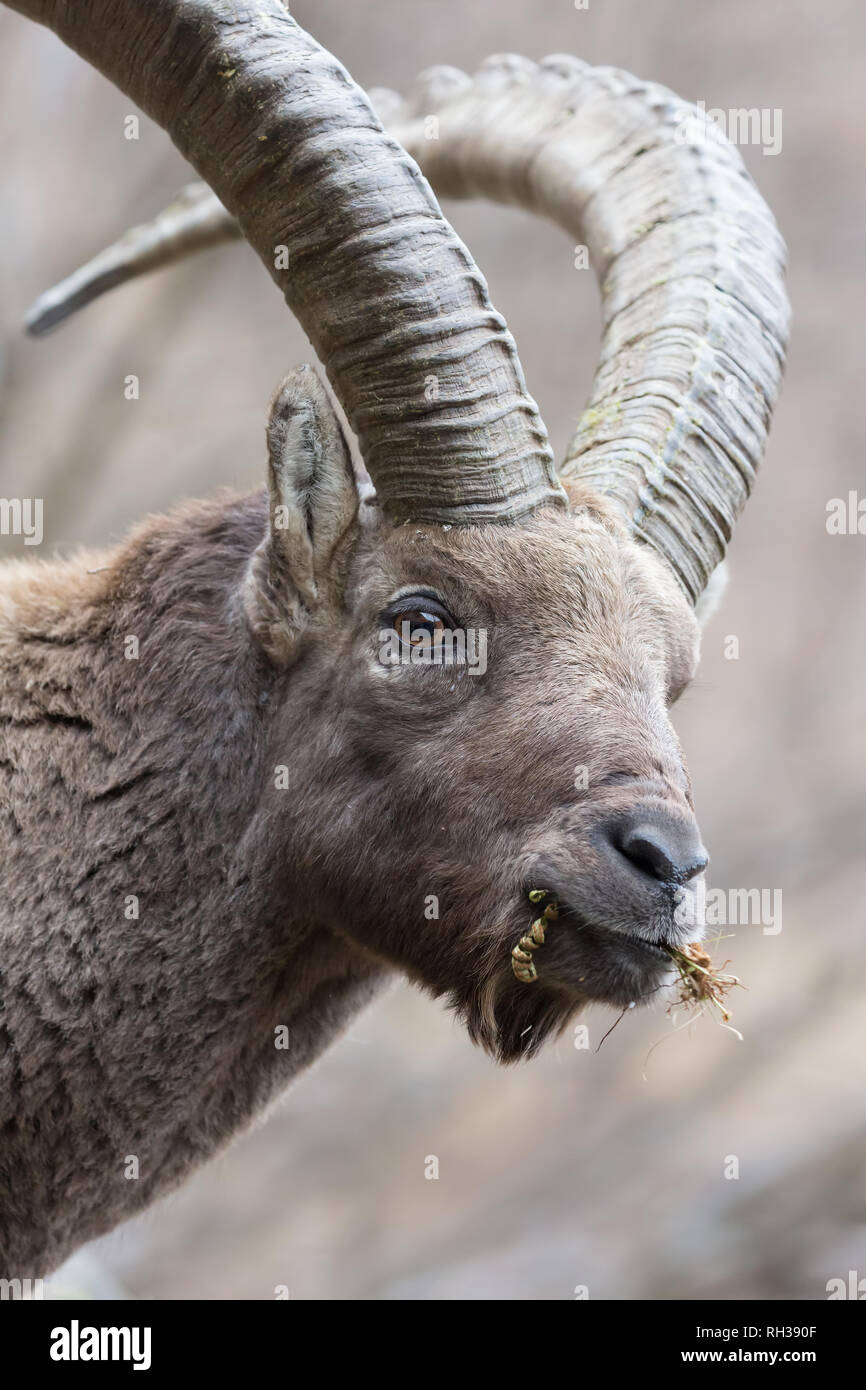 Beautiful portrait of Alpine ibex, wildlife photography Stock Photo