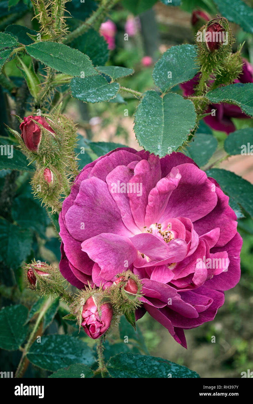 Rosa cv. Old Red Moss; Rosaceae; shurb; Moss; flower double Carmine-red. Other name Rosa centifolia f. muscosa rubra . Stock Photo
