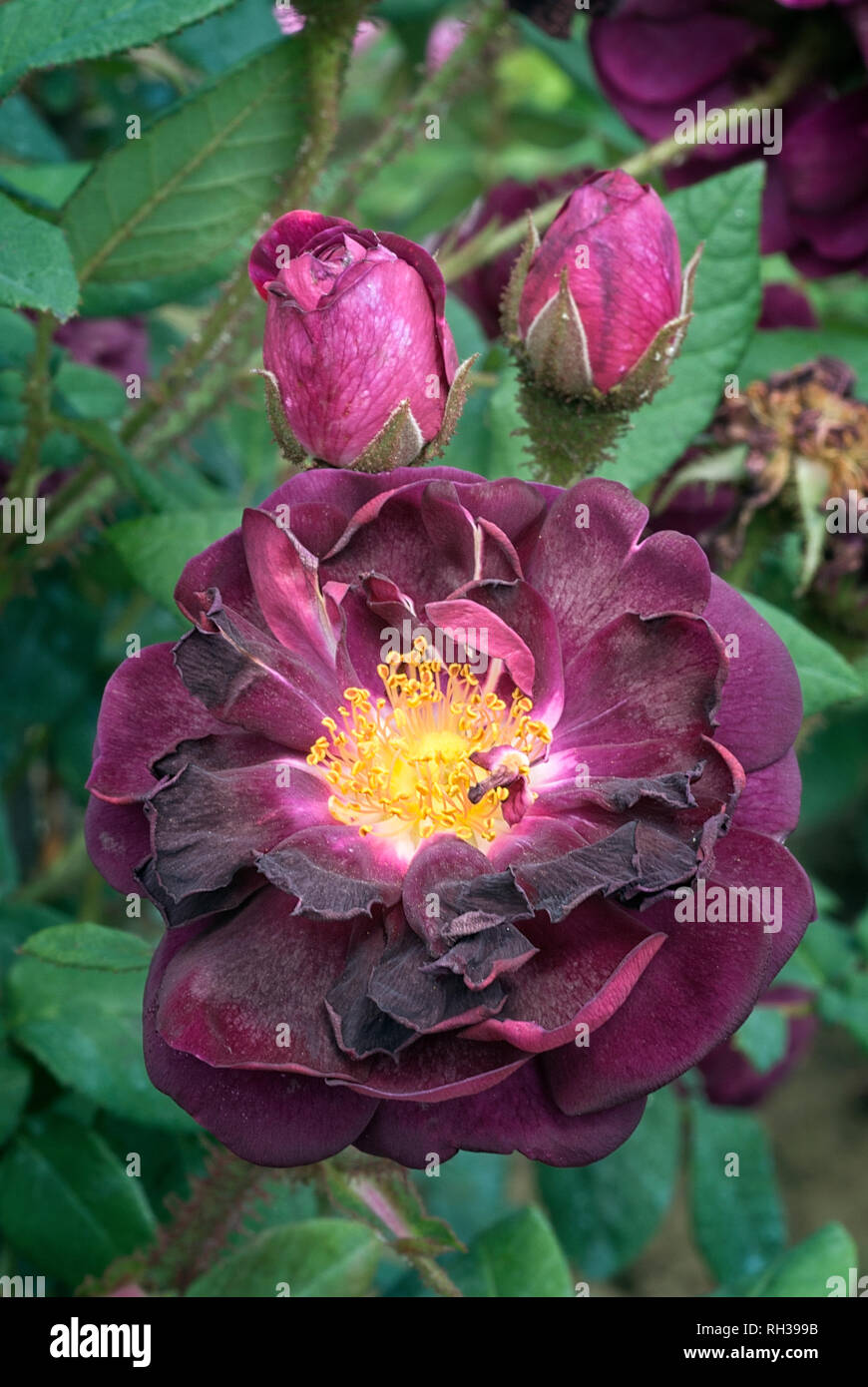 Rosa cv. Nuits de Young; Rosaceae; shurb; Moss; flower double Dark purple.  Other name Black Moss, Old Black Stock Photo - Alamy