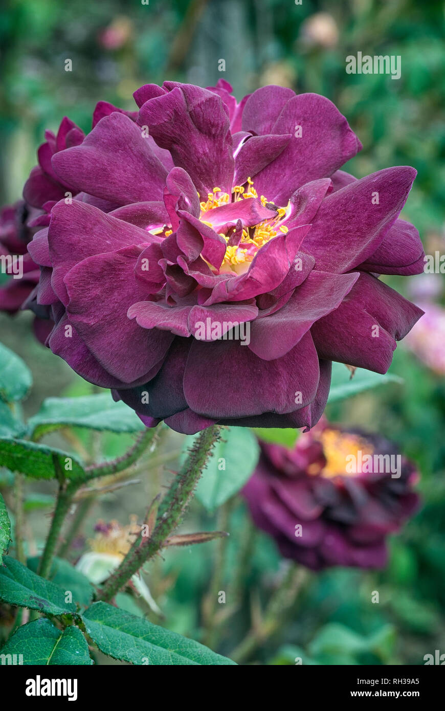 Rosa cv. Nuits de Young; Rosaceae; shurb; Moss; flower double Dark ...