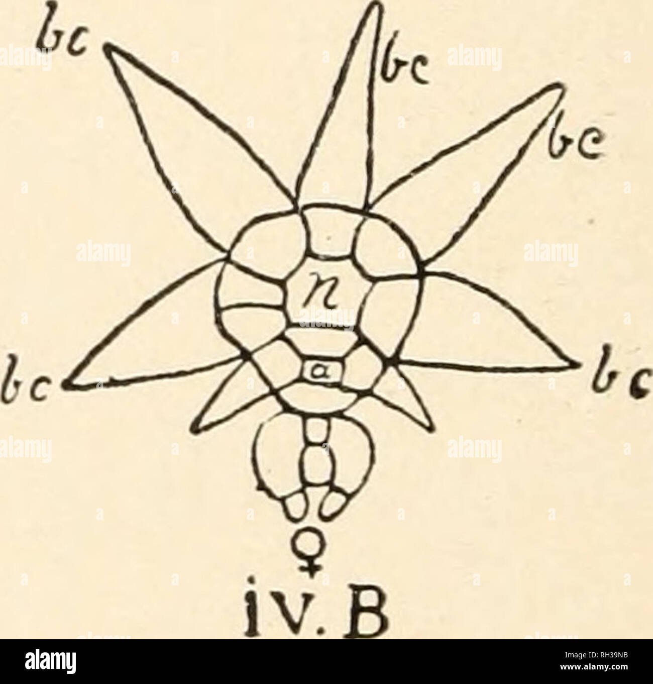 . The British Charophyta. Characeae -- Great Britain. lii.B. FIG. 16.—Position of reproductive organs in several genera. &lt;J = antheridium, $ = oogonium in all figures, i. Nitella flexilis (after Sachs): pr, apex of primary ray; sr, bases of two secondary rays. ii. Tolypella glomerata (after Migula) : pr, primary ray; sr, secondary lateral rays; tr, terminal ray. iii. Lychnothamnus barbatus (after Braun) : A. Side view. B. Transverse section of branchlet-node (schematic)—n, central cell of node; be, bract-cells, iv. Lamprothamnium papulosum (after Braun): A. Vertical section of branchlet-nod Stock Photo