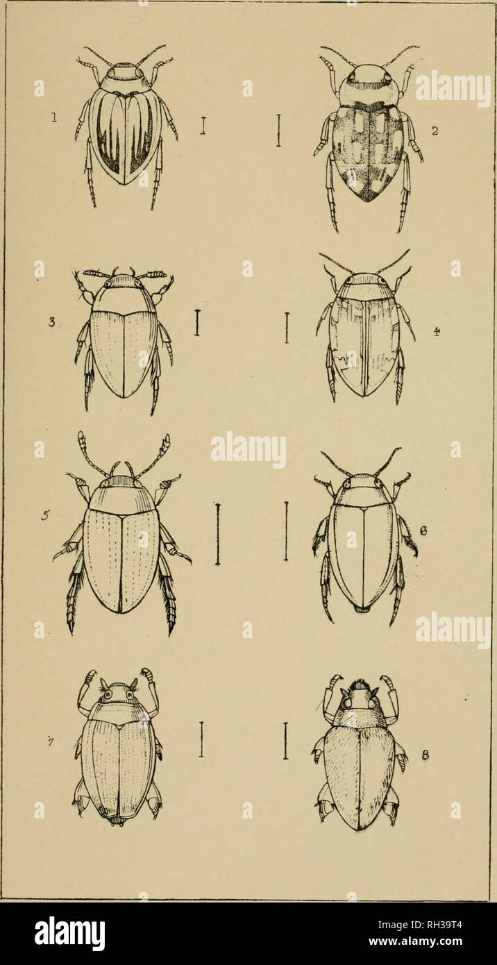. The British Coleoptera delineated, consisting of figures of all the genera of British beetles. Beetles. PI 13. I HYOR0TU5 Z HVDROPORUS 3. NOTERUS 4 LACCOPHILU5. 5 AGABUS &lt;o ILYBIUS 7 G-VRINUS 8 ORECTOGHILUS. Please note that these images are extracted from scanned page images that may have been digitally enhanced for readability - coloration and appearance of these illustrations may not perfectly resemble the original work.. Shuckard, William Edward, 1802-1868; Spry, W. London : H. G. Bohn Stock Photo