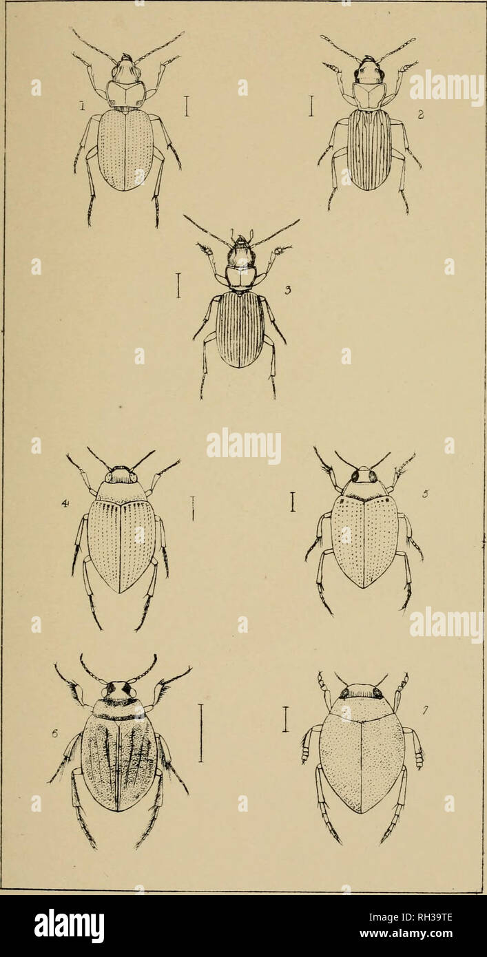 . The British Coleoptera delineated, consisting of figures of all the genera of British beetles. Beetles. PI 12. I. TACHYS. 2 CILLENUM. 3 LrMN/EUM 4. HALIPLUS. 5. CNEMIDOTUS 6. PELOBIU3 7. HYPHIDRUS.. Please note that these images are extracted from scanned page images that may have been digitally enhanced for readability - coloration and appearance of these illustrations may not perfectly resemble the original work.. Shuckard, William Edward, 1802-1868; Spry, W. London : H. G. Bohn Stock Photo