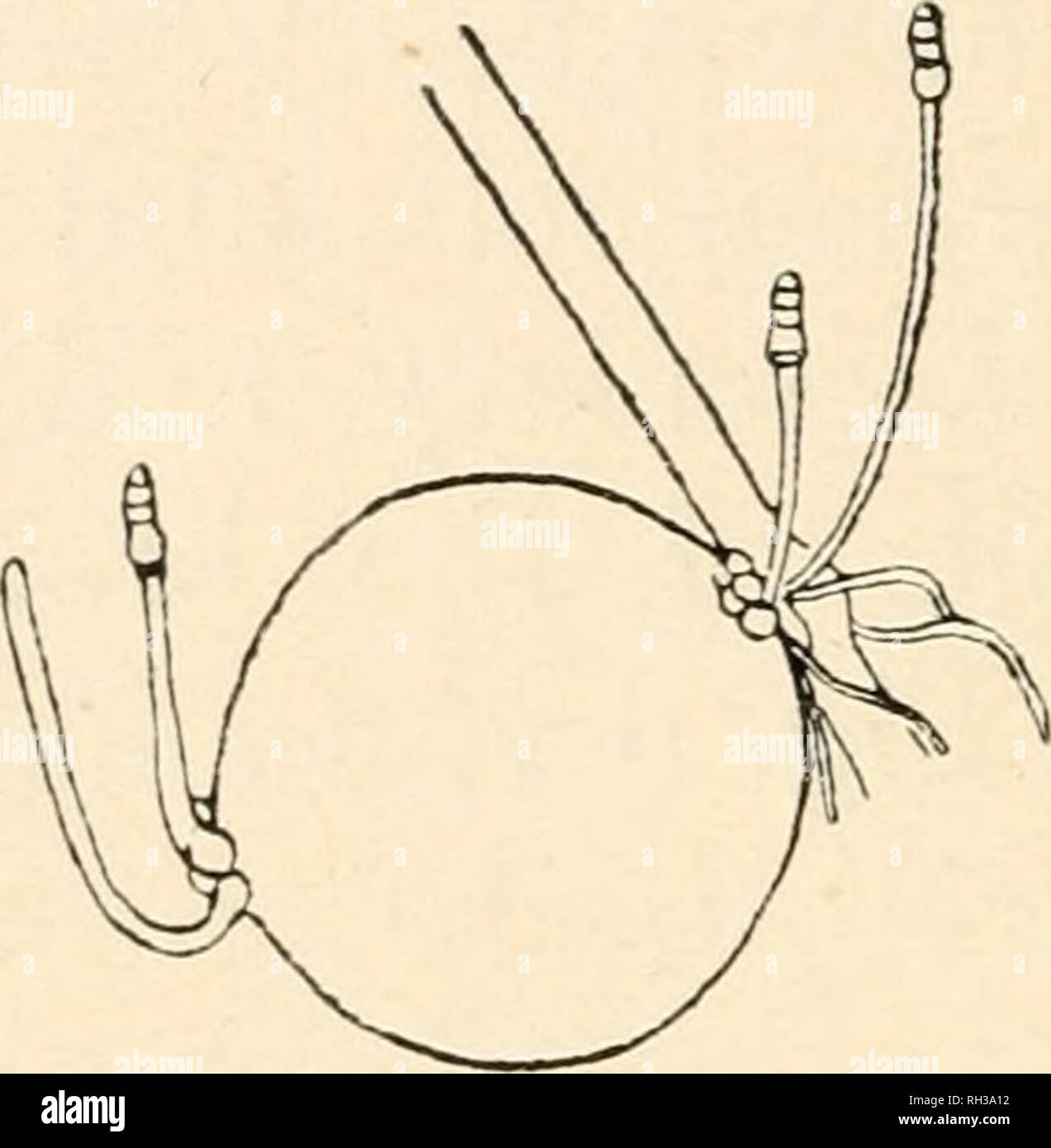 . The British Charophyta. Characeae -- Great Britain. Fia. 11.—Root-bulbils (spherical type) of Char a aspera (after Giesenhagen). i. Root-node showing double-footed joint with three bulbils, two nearly spherical, and one cylindrical; also some rhizoids ( x c. 11). ii. Root-node bearing one spherical bulbil, with young plants arising from nodes at basal and distal ends ( x c. 13). Charophyte throughout the year either in its natural condition or in cultivation will do well to examine the roots from time to time to ascertain if bulbils are being produced. There are three distinct types of bulbi Stock Photo