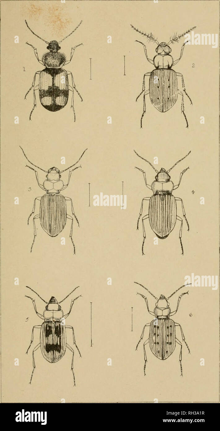 . The British Coleoptera delineated, consisting of figures of all the genera of British beetles. Beetles. PI 9. 1 PANAG/EUS 2 LORIGERA 3 LEI ST U 5 4 HELOBIA 5 NEBRIA 6 PELOPHILA. Please note that these images are extracted from scanned page images that may have been digitally enhanced for readability - coloration and appearance of these illustrations may not perfectly resemble the original work.. Shuckard, William Edward, 1802-1868; Spry, W. London : H. G. Bohn Stock Photo
