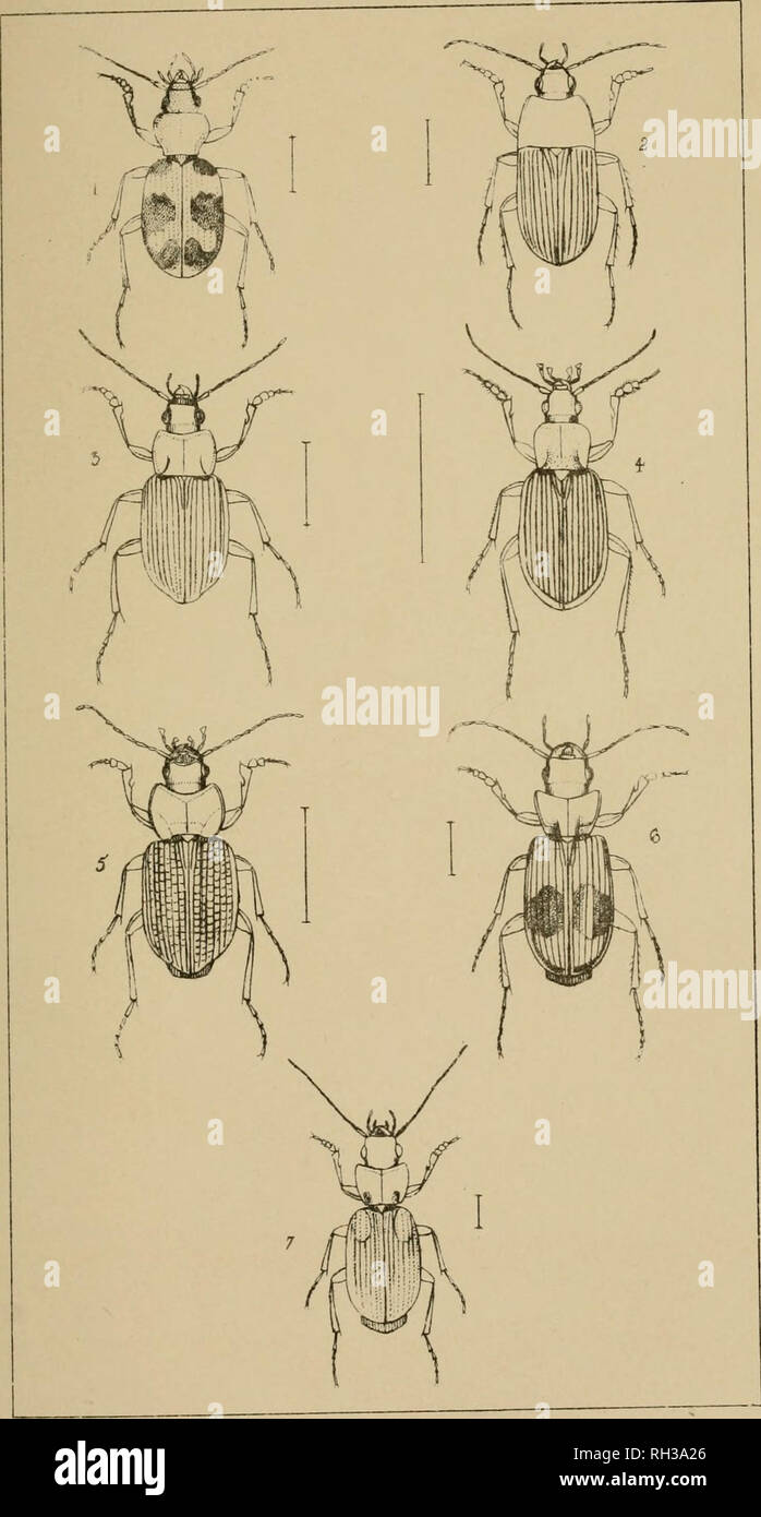 . The British Coleoptera delineated, consisting of figures of all the genera of British beetles. Beetles. Fi 5. I CALLISTUS + EPOMIS 2, OODES - LICINUS. 3. CHL/ENIU5. &amp; BADI5TER. 7. TRiMORPHUS. Please note that these images are extracted from scanned page images that may have been digitally enhanced for readability - coloration and appearance of these illustrations may not perfectly resemble the original work.. Shuckard, William Edward, 1802-1868; Spry, W. London : H. G. Bohn Stock Photo