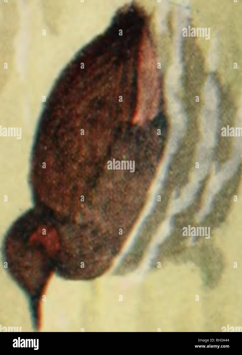 British Birds Amp Their Eggs With A New Method Of Identification Birds Birds Birds F Uj L Please Note That These Images Are Extracted From Scanned Page Images That