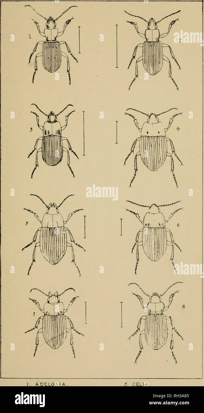 . The British Coleoptera delineated, consisting of figures of all the genera of British beetles. Beetles. PI 5. ADE.LOSI A. 2. PLATY SNA . J. ABAX, 4-. AMARA 5. OELI A . 6. ACRODON. 7. BRADYTU5. 8. CURTONOTU!. Please note that these images are extracted from scanned page images that may have been digitally enhanced for readability - coloration and appearance of these illustrations may not perfectly resemble the original work.. Shuckard, William Edward, 1802-1868; Spry, W. London : H. G. Bohn Stock Photo