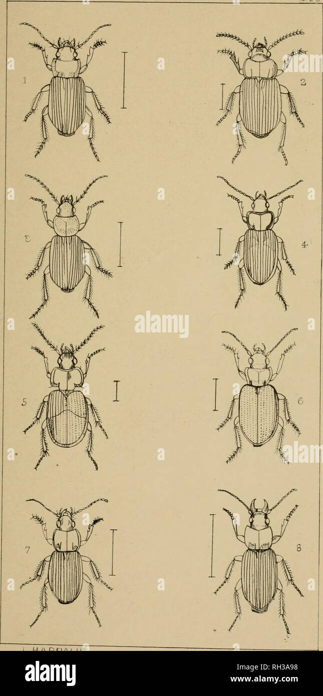 . The British Coleoptera delineated, consisting of figures of all the genera of British beetles. Beetles. HARPALUS 2 ACTEPHILUS 3 OPHONUS 4 STENOLOPHUS £ (VIASOREUS, 6 POGONUS 7 PCECILUS 8 OMASEUS.. Please note that these images are extracted from scanned page images that may have been digitally enhanced for readability - coloration and appearance of these illustrations may not perfectly resemble the original work.. Shuckard, William Edward, 1802-1868; Spry, W. London : H. G. Bohn Stock Photo