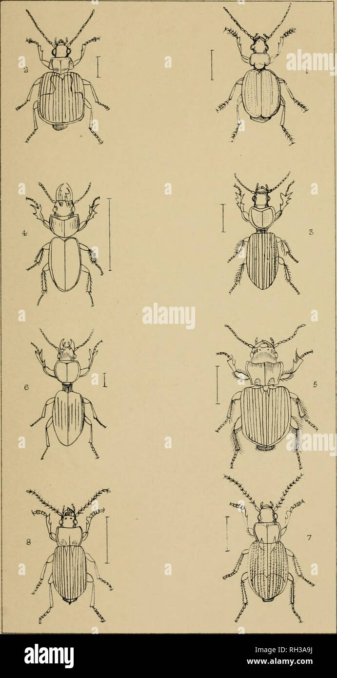 . The British Coleoptera delineated, consisting of figures of all the genera of British beetles. Beetles. 1 LEBl A 2 LAMPRIAS 3 SCARIIES 4- CLIVINA 5 DISCHIRIUS C SELNOPHORUS 7 AN1SODACIYLUS 8 DIACHROMUS. Please note that these images are extracted from scanned page images that may have been digitally enhanced for readability - coloration and appearance of these illustrations may not perfectly resemble the original work.. Shuckard, William Edward, 1802-1868; Spry, W. London : H. G. Bohn Stock Photo