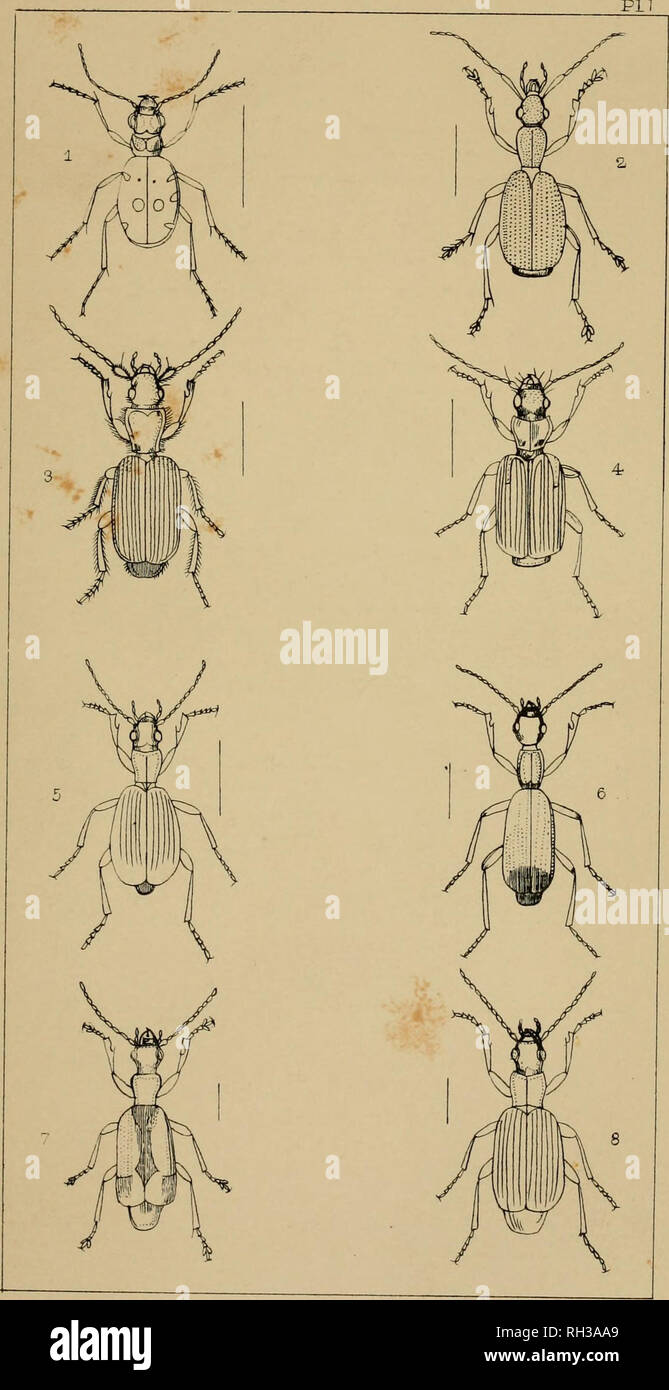 . The British Coleoptera delineated, consisting of figures of all the genera of British beetles. Beetles. 1 CI Ci NDELA 2 DRVPTA 3 -P0LI5TICHUS 4- CYMINDIS B RACIHNUS ODACANIHA DeiMETRIAS D R O IVII U S. Please note that these images are extracted from scanned page images that may have been digitally enhanced for readability - coloration and appearance of these illustrations may not perfectly resemble the original work.. Shuckard, William Edward, 1802-1868; Spry, W. London : H. G. Bohn Stock Photo