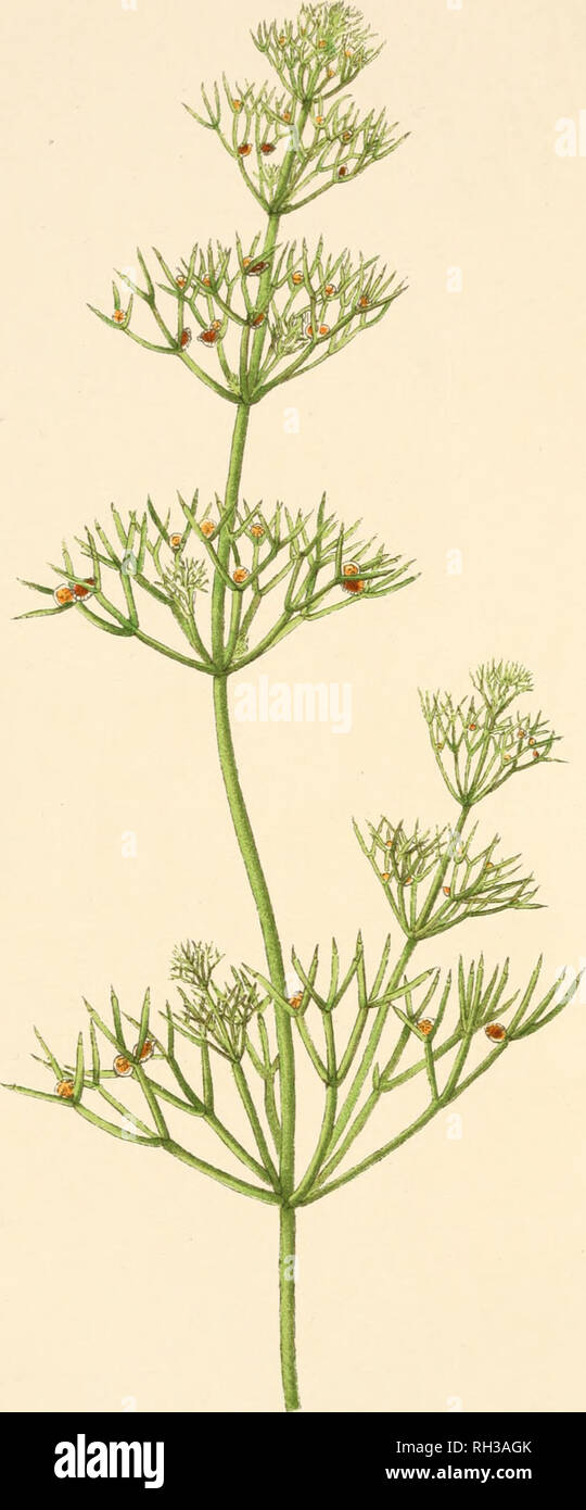 . The British Charophyta. Characeae -- Great Britain. PLATE I.. NITELLA MUCRONATA VAR. GRACILLIMA. (much enlarged). Please note that these images are extracted from scanned page images that may have been digitally enhanced for readability - coloration and appearance of these illustrations may not perfectly resemble the original work.. Groves, James; Bullock-Webster, George Russell, b. 1858. London, The Ray society Stock Photo
