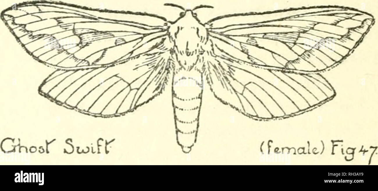 Images Of Different Moths