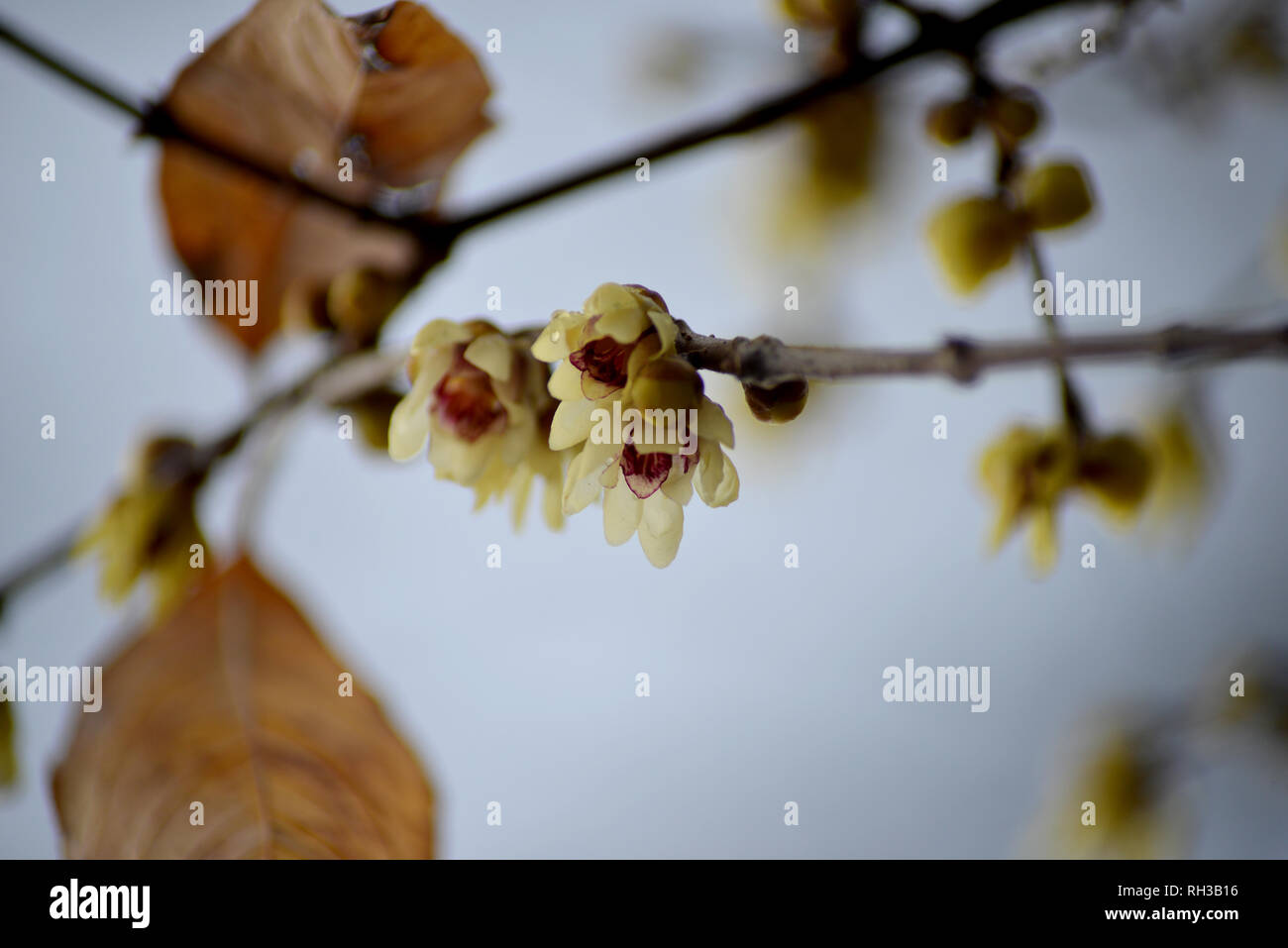 CHINESISCHE WINTERBLÜTE (Chimonanthus praecox Stock Photo Alamy