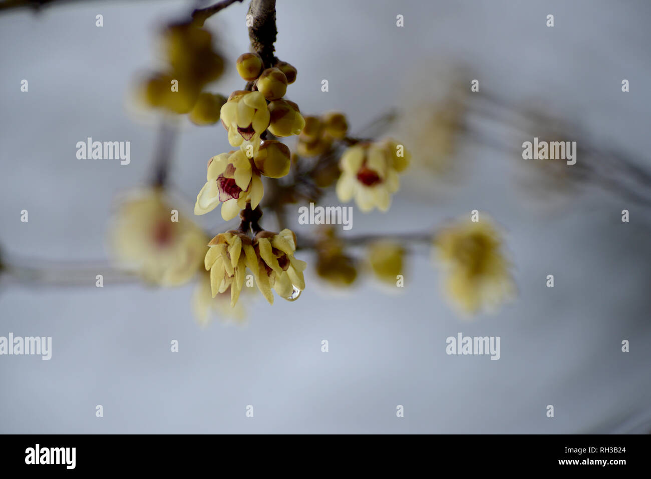 CHINESISCHE WINTERBLÜTE (Chimonanthus praecox Stock Photo Alamy
