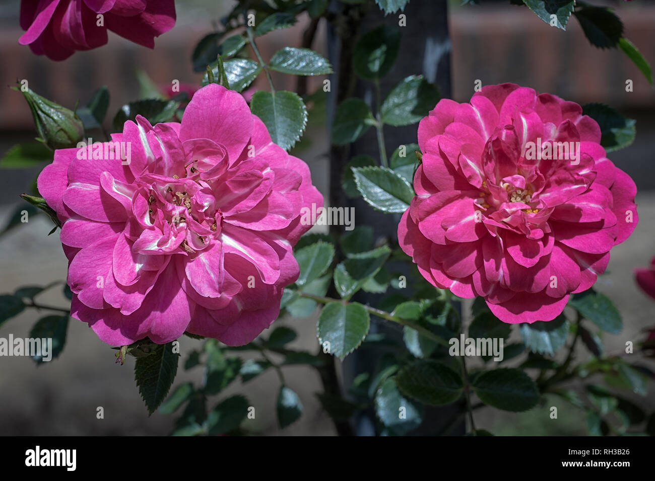 Hot Pink Balconia High Resolution Stock Photography And Images Alamy