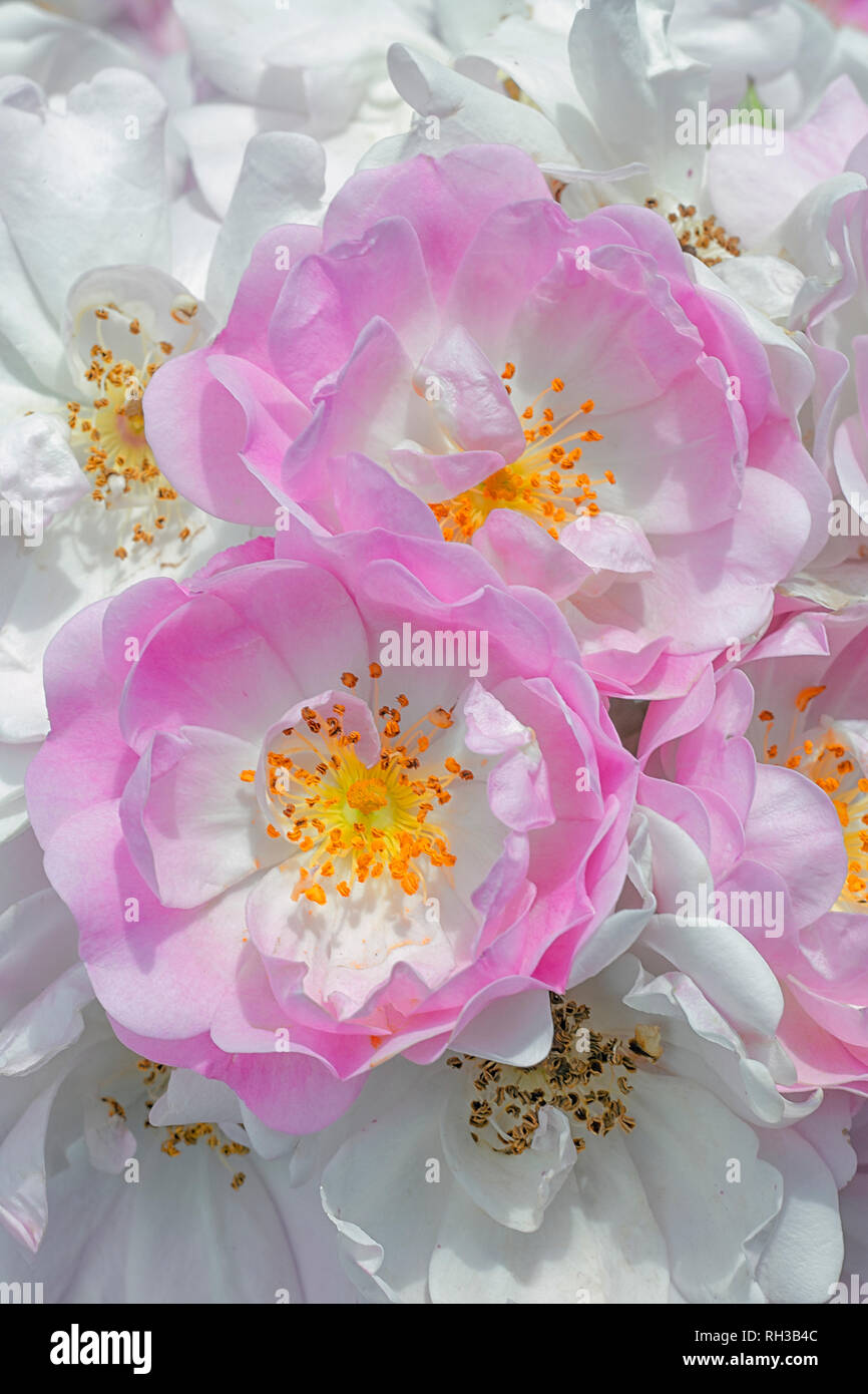 Rosa cv. Blush Rambler; Rosaceae; Climber, Polyantha; shurb; flower semi-double Light pink, Light center. Stock Photo