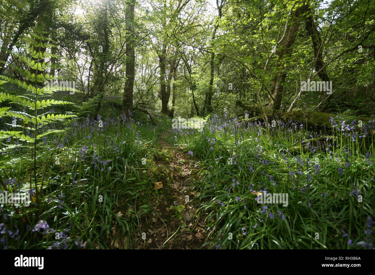 Woodland path ferns hi-res stock photography and images - Alamy