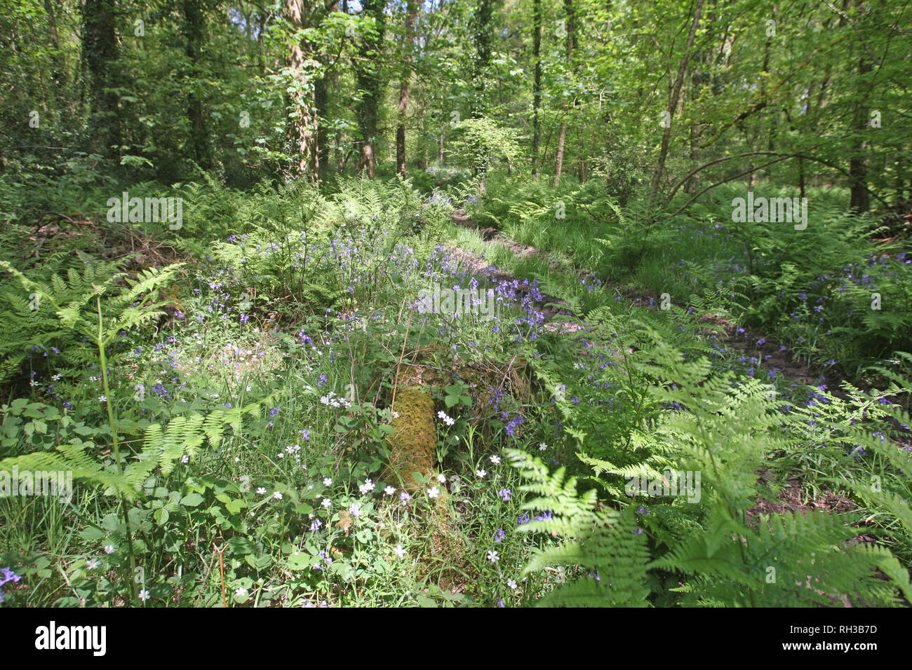 Woodland path ferns hi-res stock photography and images - Alamy