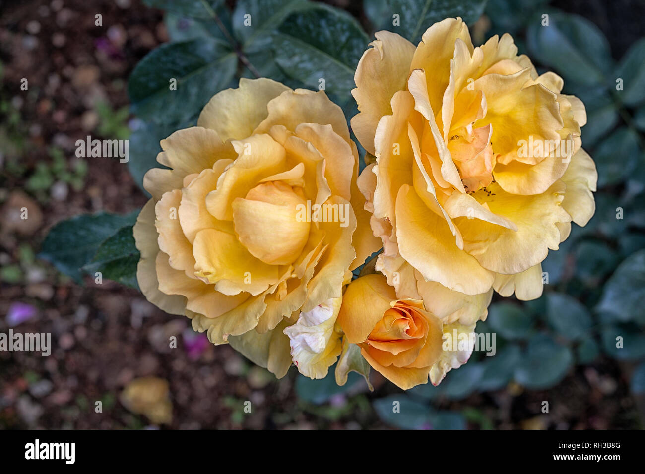 Rosa cv. Goldfinch; Rosaceae; Hybrid Multiflora, Polyantha; shurb; flower double Light yellow, ages to white. Stock Photo