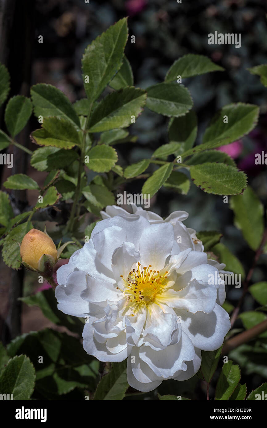 Rosa cv. Goldfinch; Rosaceae; Hybrid Multiflora, Polyantha; shurb; flower double Light yellow, ages to white. Stock Photo
