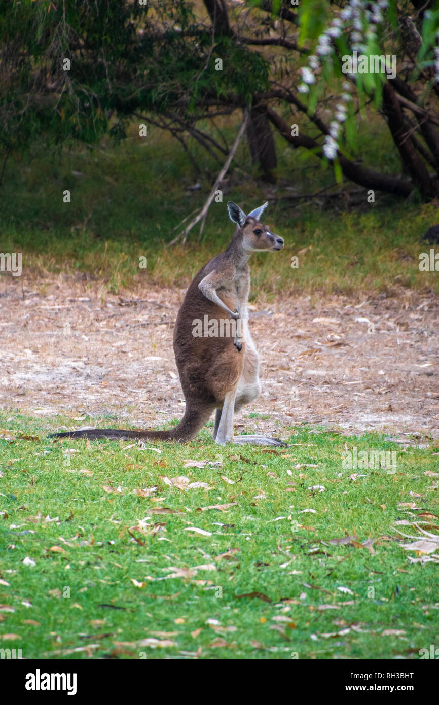 Australian Kangaroo standing in an upright position in Australia Stock