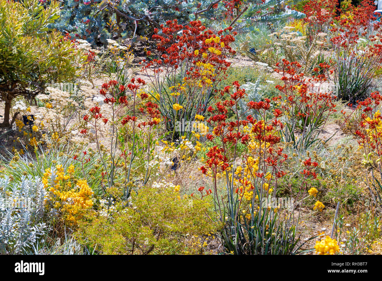 Colorful blooming flowers in Perth botanical garden with its collection of West Australia Stock Photo