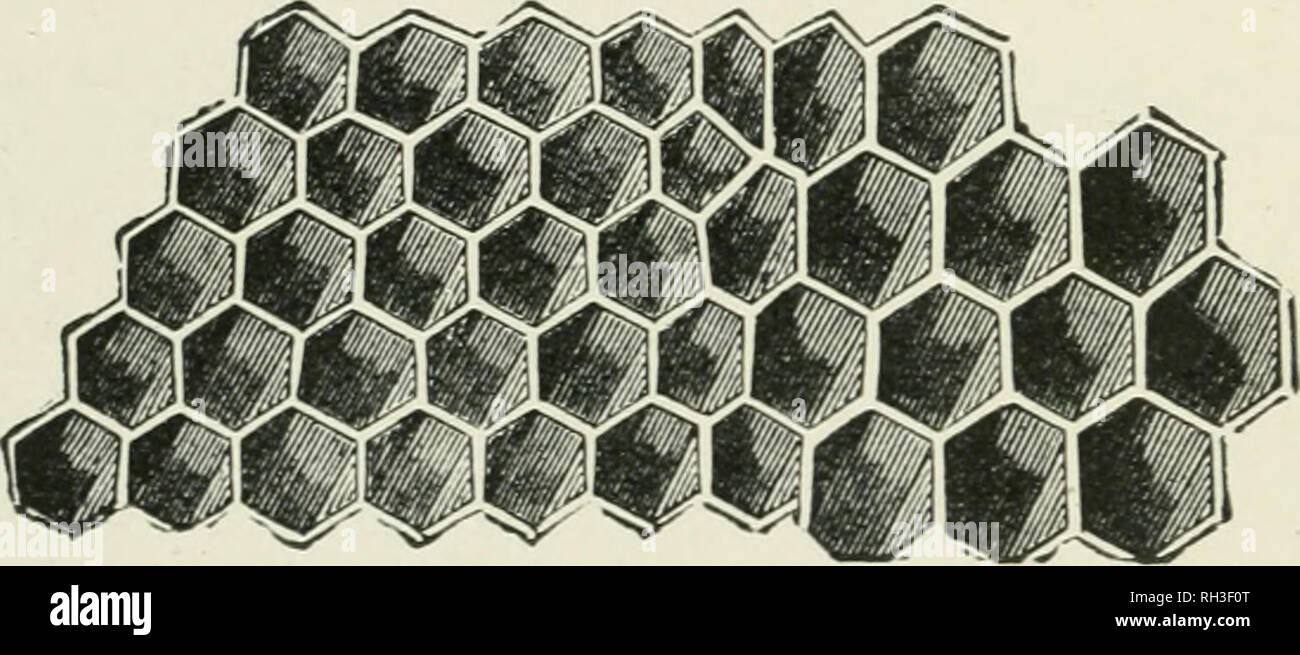 Honey bee comb irregular hi-res stock photography and images - Alamy
