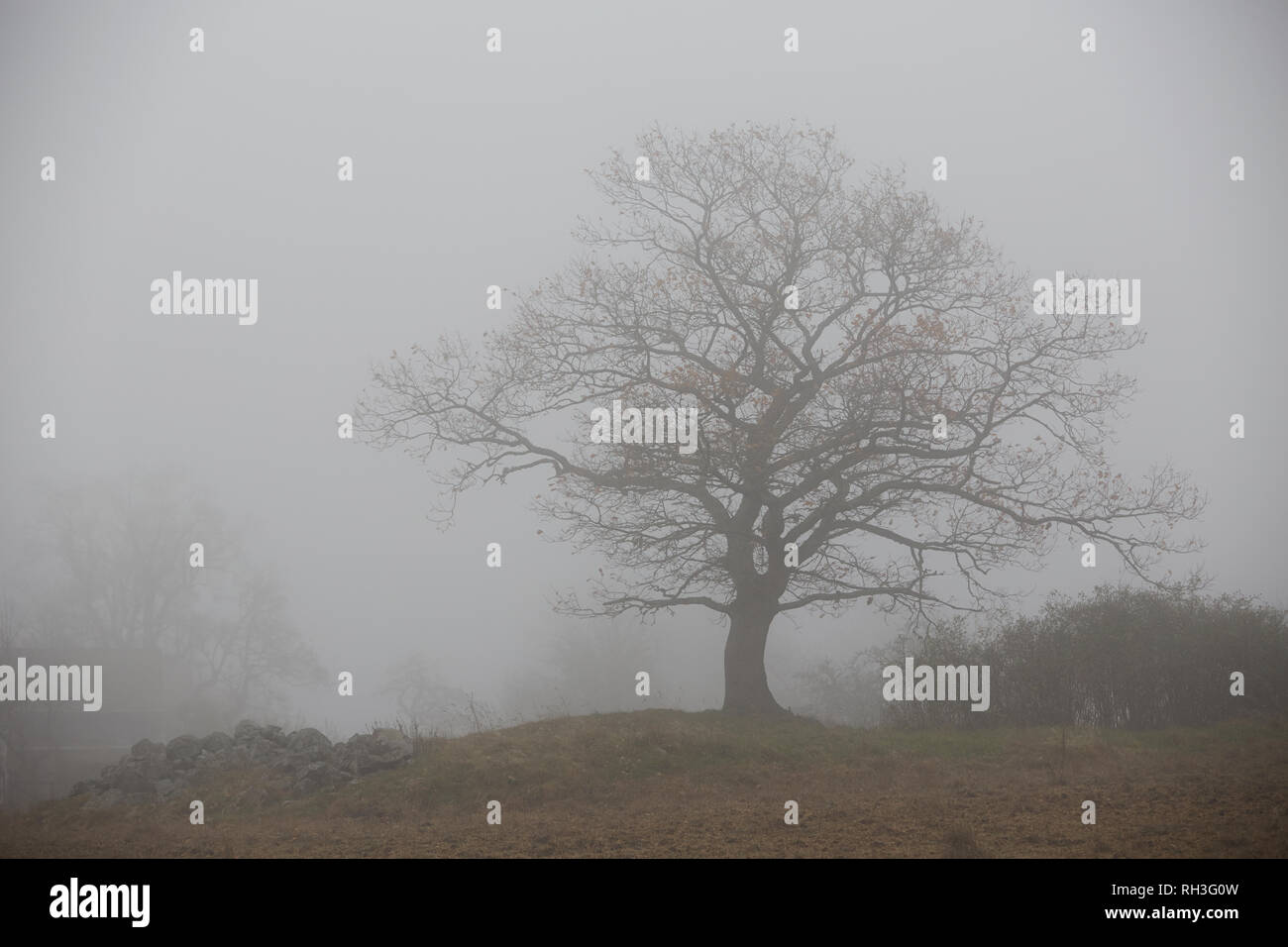 Silhouette deciduous tree hi-res stock photography and images - Alamy