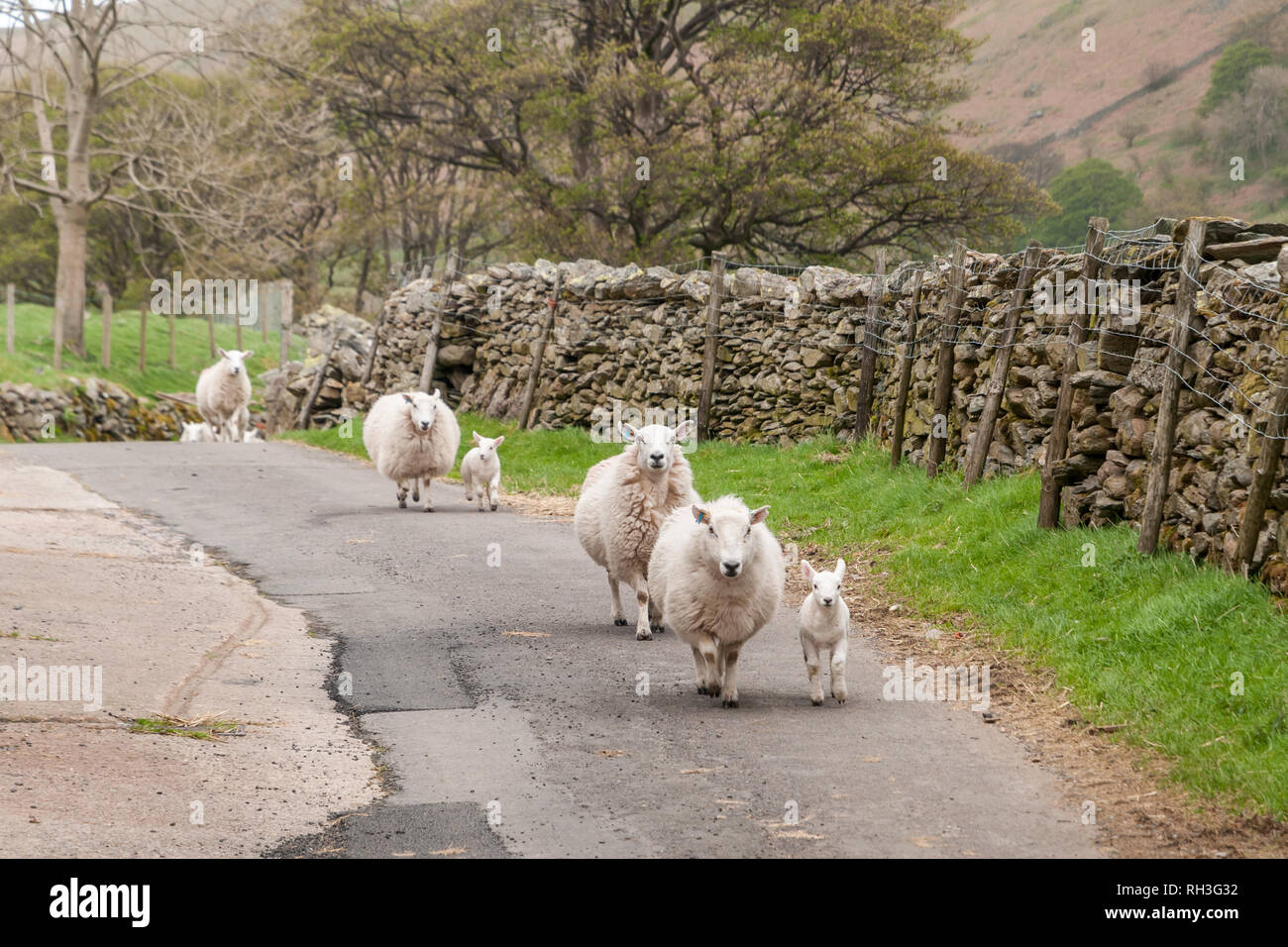 Sheep ont road hires stock photography and images Alamy