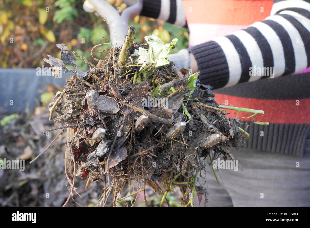 Female gardener turns,compost heap pile to loosen mixture and aid aeration in kitchen garden, UK Stock Photo