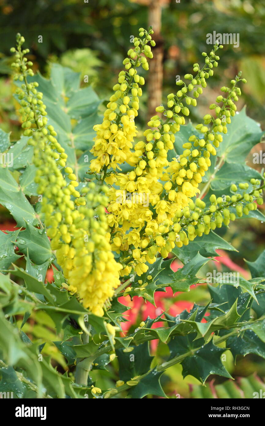 Mahonia x media 'Winter Sun' bloom in a garden border, November, UK. Also called Oregon Grape 'Winter Sun'. Stock Photo