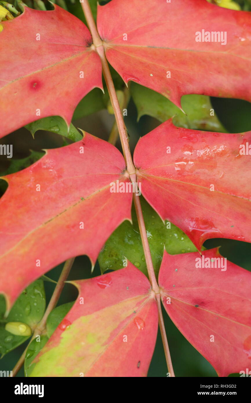 Mahonia x media 'Winter Sun' leaves, November, UK. Also called Oregon Grape 'Winter Sun'. Stock Photo