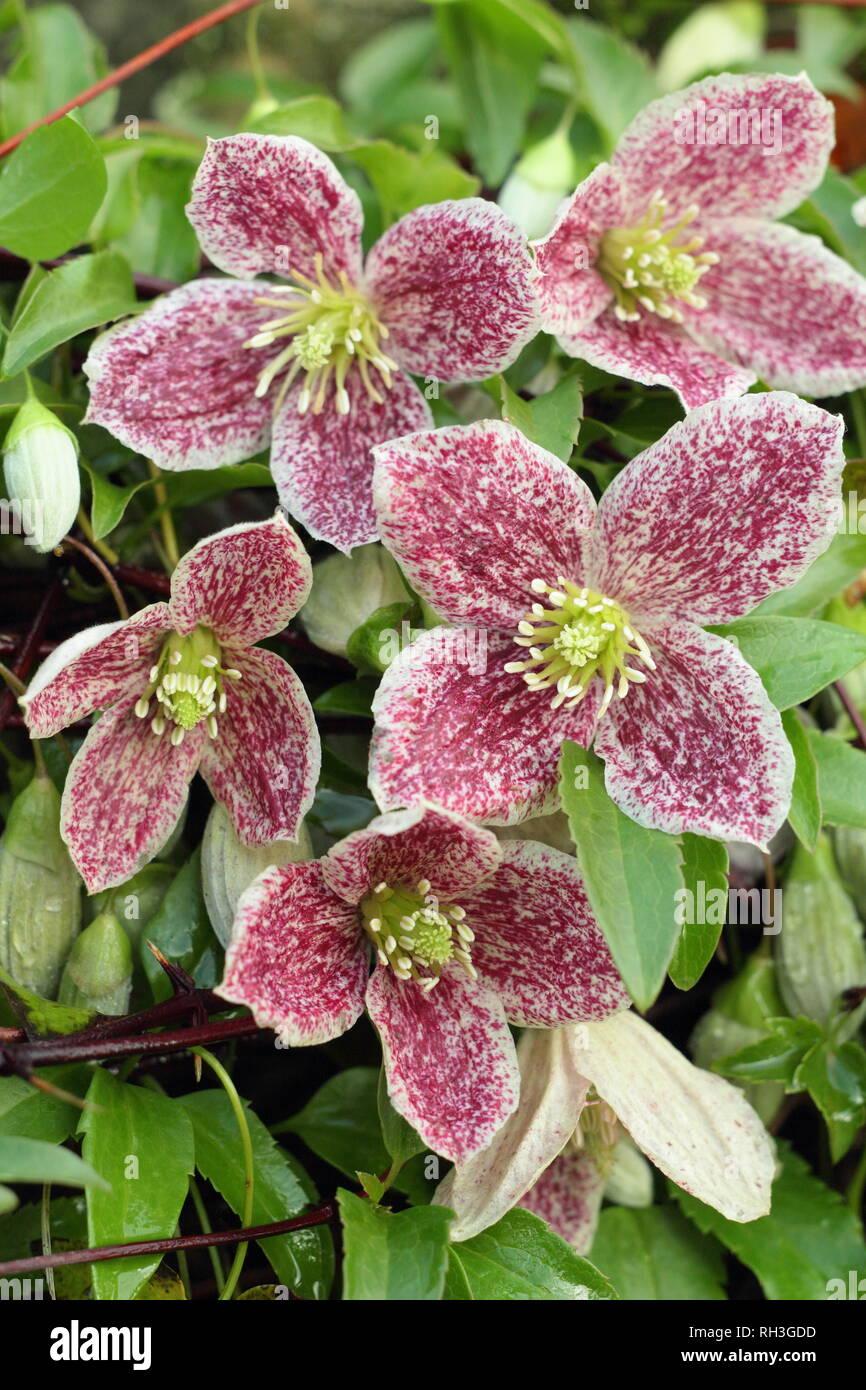 Clematis cirrhosa var. purpurascens 'Freckles'. Winter flowers of Clematis 'Freckles', UK Stock Photo