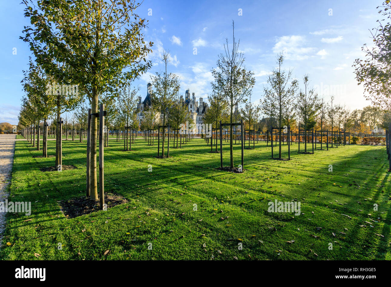 France, Loir et Cher, Chambord, Chambord castle, the French formal garden or the jardin a la française, wild cherry (Prunus avium) // France, Loire-et Stock Photo