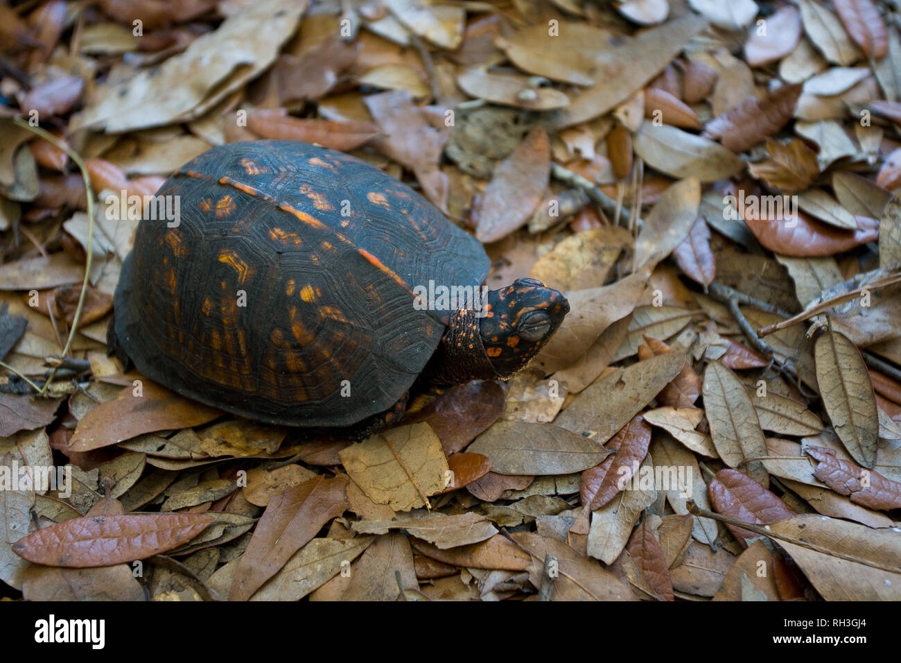 Fort Fisher, New Hanover County, North Carolina, USA Stock Photo - Alamy