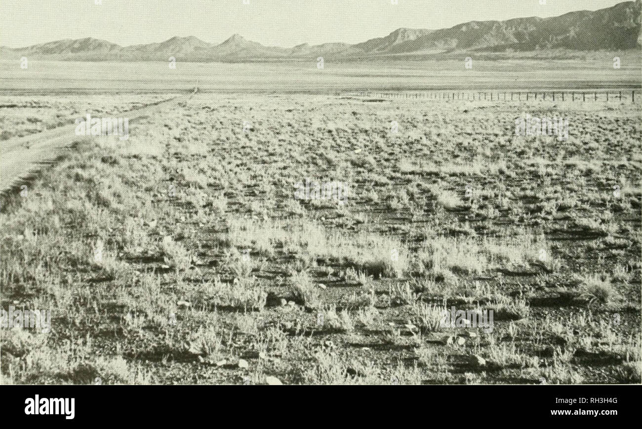 . Brigham Young University science bulletin. Biology -- Periodicals. Fig. 20. BLM land on left of fence with unpalatable rabbitbrush as the dominant vegetation. Desert Experimental Range on right with highly preferred black sagebrush as dominant. Antelope Valley, Millard Co., Utah.. Fig. 21. Galleta and Indian ricegrass with a shrub mixture. This photo gives evidence of high potential productivity where grazed every other year in the spring. Desert Experimental Range. Pine Valley, Millard Co., Utah.. Please note that these images are extracted from scanned page images that may have been digita Stock Photo