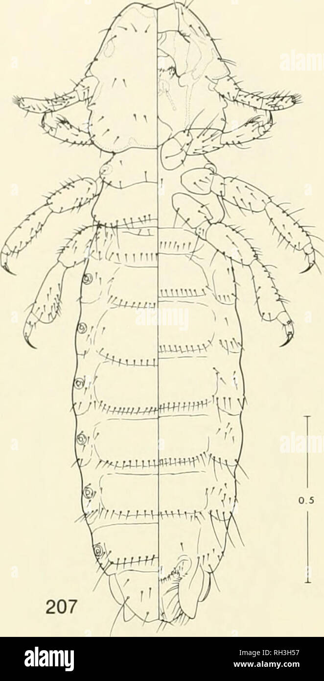 . Brigham Young University science bulletin. Biology -- Periodicals. 72 BmcHAM YouNO University Science Bulletin Fig. 207-210. Tricholipcurus alhimargimittu Wemeclc, from Mazama .sp., Distrito Federal: 207, dorsal-ventral view of female; 208, dorsal-ventral view of male; 209, ventral view of female terminalia; 210, male genitalia.. Please note that these images are extracted from scanned page images that may have been digitally enhanced for readability - coloration and appearance of these illustrations may not perfectly resemble the original work.. Brigham Young University. Provo, Utah : Brigh Stock Photo